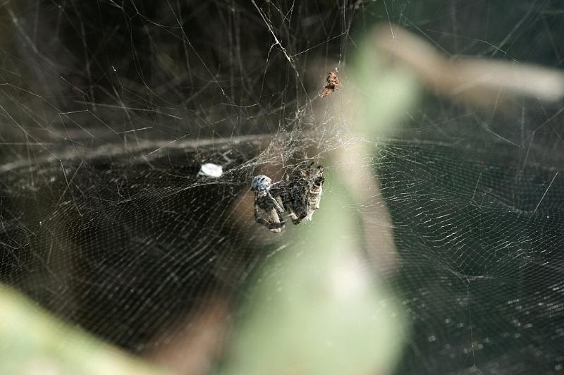 Cyrtophora_citricola_D3292_Z_85_Valle Gran Rey_Spanje.jpg